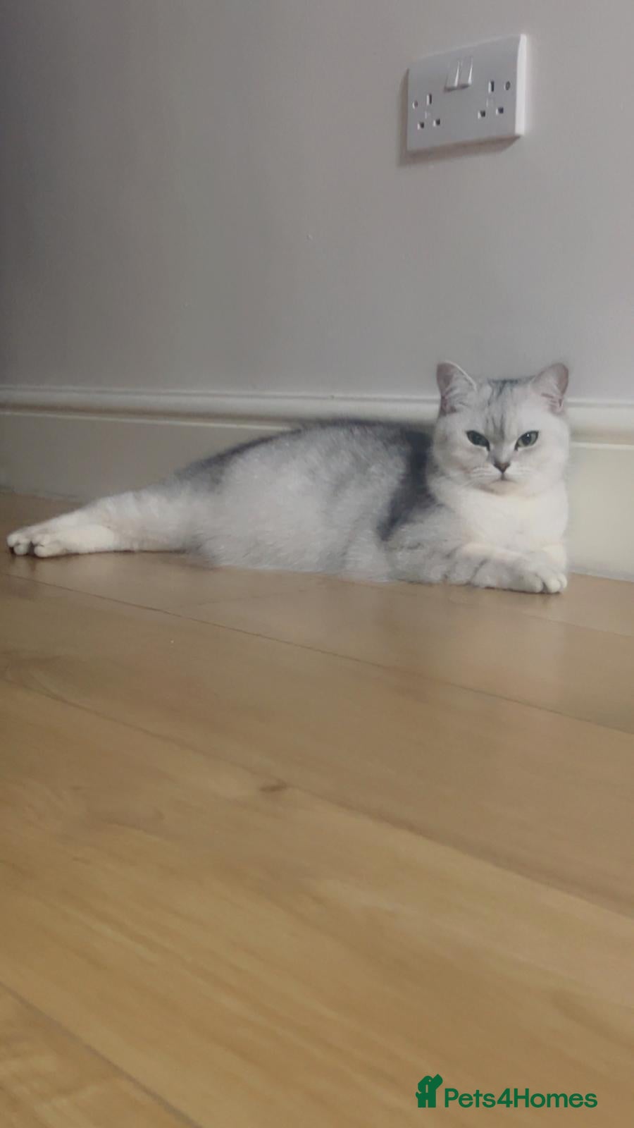 British Shorthair cats Adorable, kittens looking for their forever homes! - Advert 5