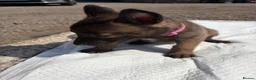 Belgian Shepherd Dog dogs for sale: Mali puppies  in Bishop Auckland - Advert 6