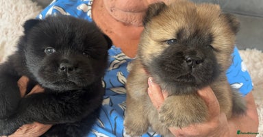 Chow Chow dogs - Advert 4