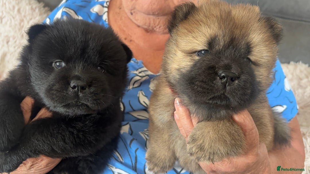 Chow Chow dogs for sale: 🐾Adorable Pedigree Chow Chow Puppies paw - Image 2