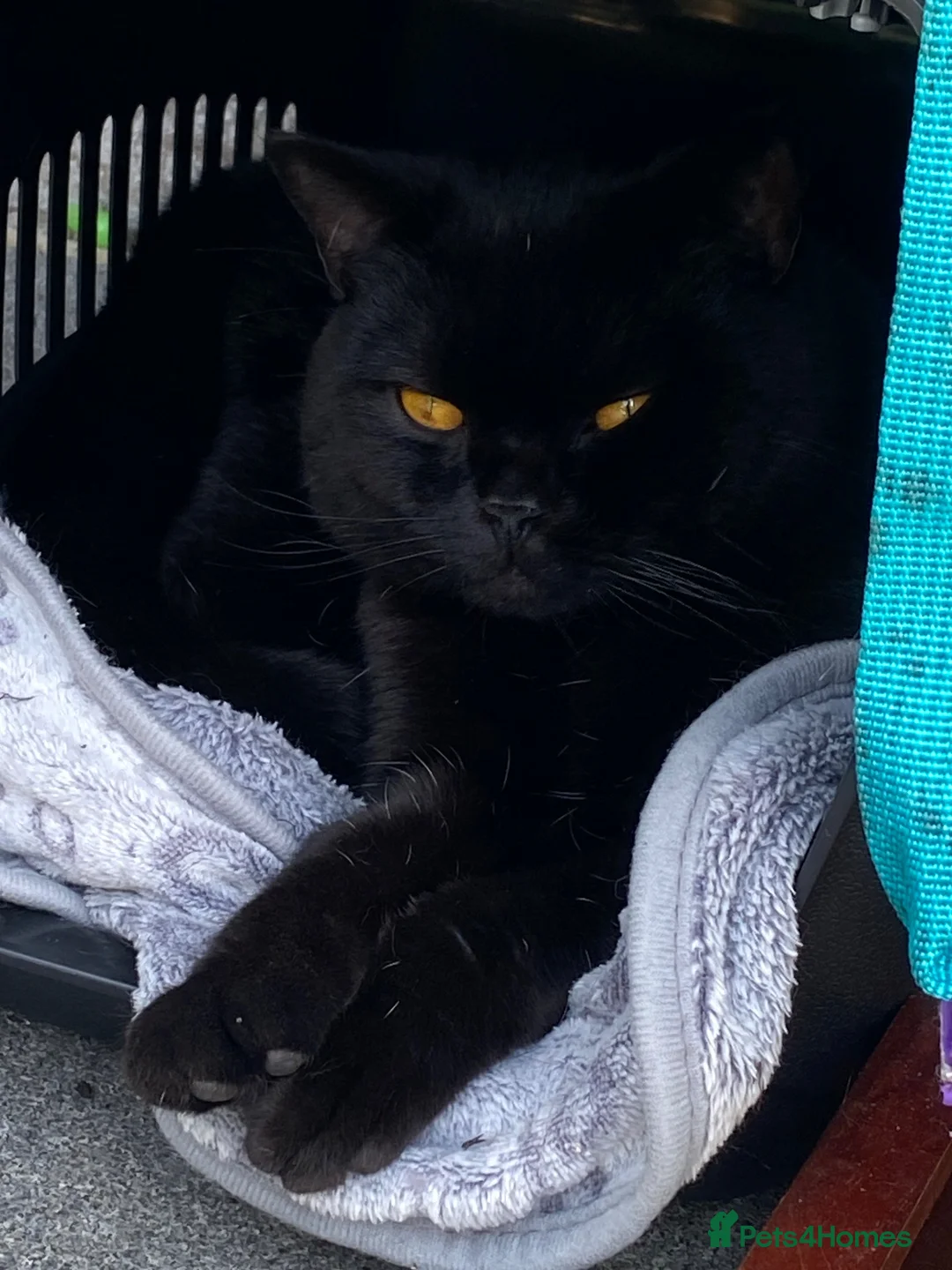 British Shorthair cats for stud: NOAH – BLACK ONYX | BRITISH SHORTHAIR STUD - Advert 6