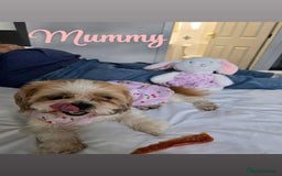 Lhasa Apso dogs for sale: Stunning Lhasa apso pups - Image 4