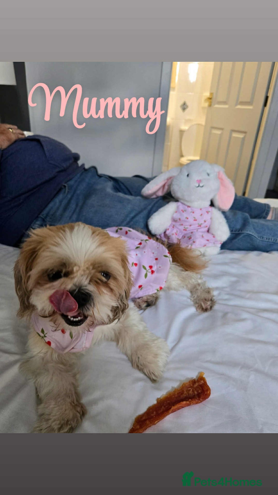 Lhasa Apso dogs for sale: Stunning Lhasa apso pups - Image 4