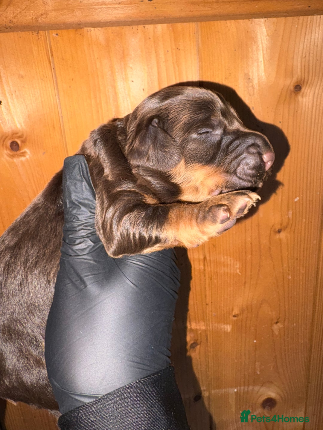 Cocker Spaniel dogs for sale: KC reg 5 Gen FTCH/Argyll warrior descendants  - Advert 3