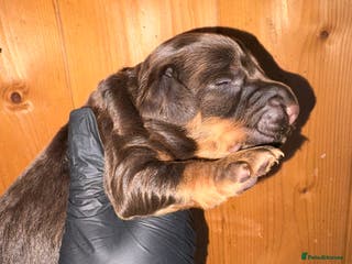Cocker Spaniel dogs ⚜️KC reg Chocoalte & tan 5 Gen working cockers⚜️🐶 - Advert 14