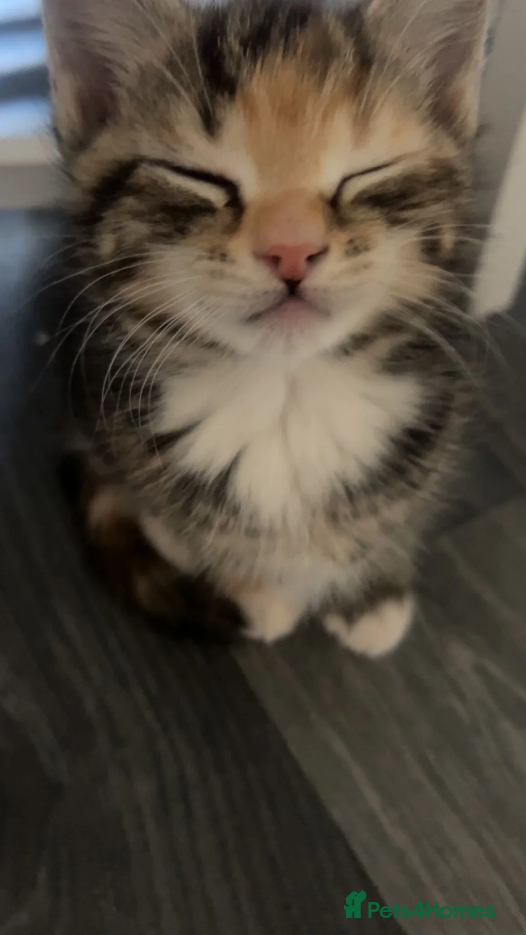 Mixed Breed cats for sale: 3 beautiful kittens ready to go  - Advert 2