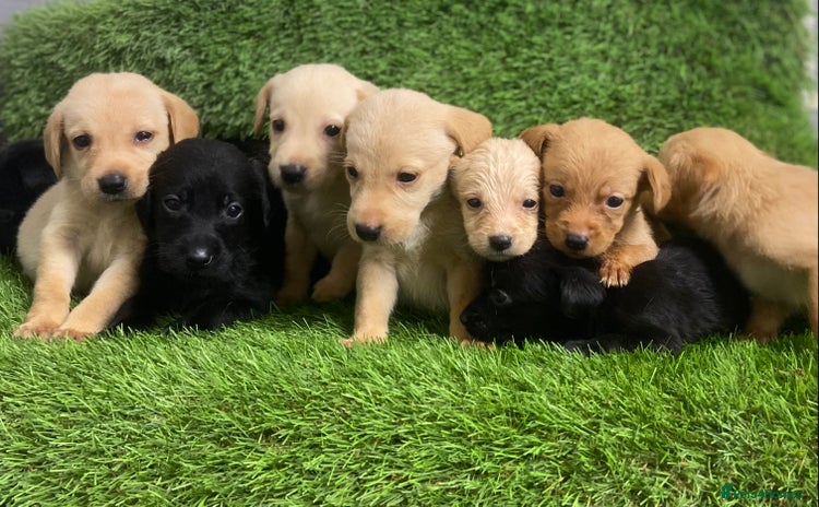 Labrador Retriever dogs - Advert 16
