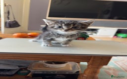 Mixed Breed cats for sale: 1 beautiful tabby male  - Image 2