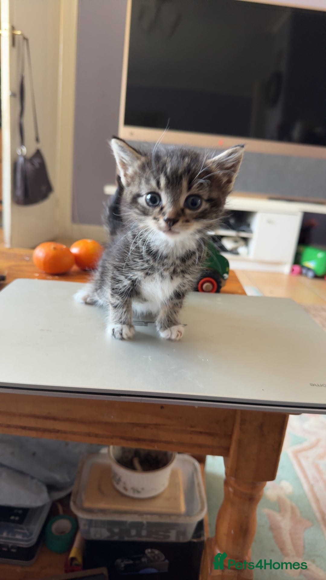 Mixed Breed cats for sale: 1 beautiful tabby male  - Image 2