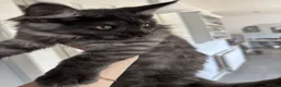 Maine Coon cats for sale: TICA & Council Licensed black smoke female kitten - Advert 8