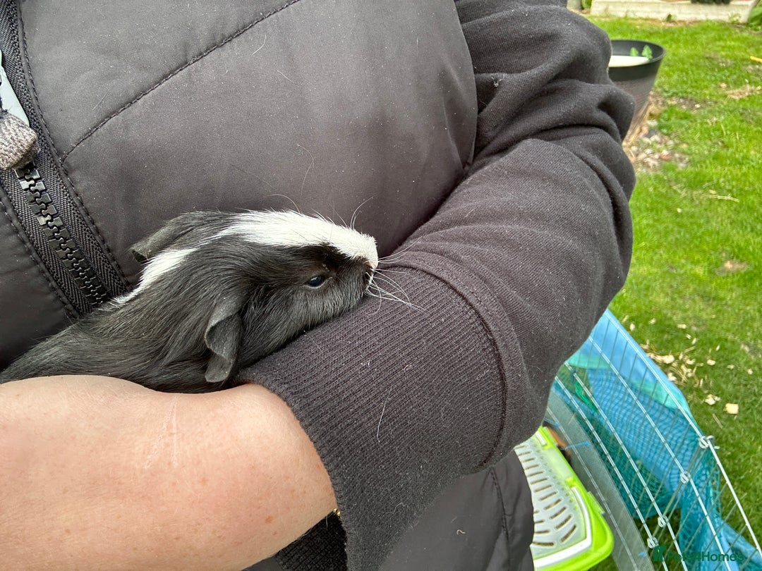 Guinea Pig rodents for sale: Baby Guinea Pigs ready now - Image 12