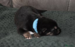 Shepsky dogs for sale: German shepherd x husky puppies - Image 6