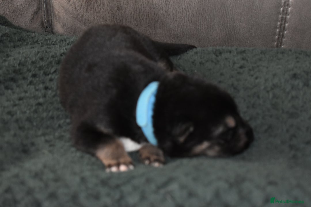 Shepsky dogs for sale: German shepherd x husky puppies - Image 6