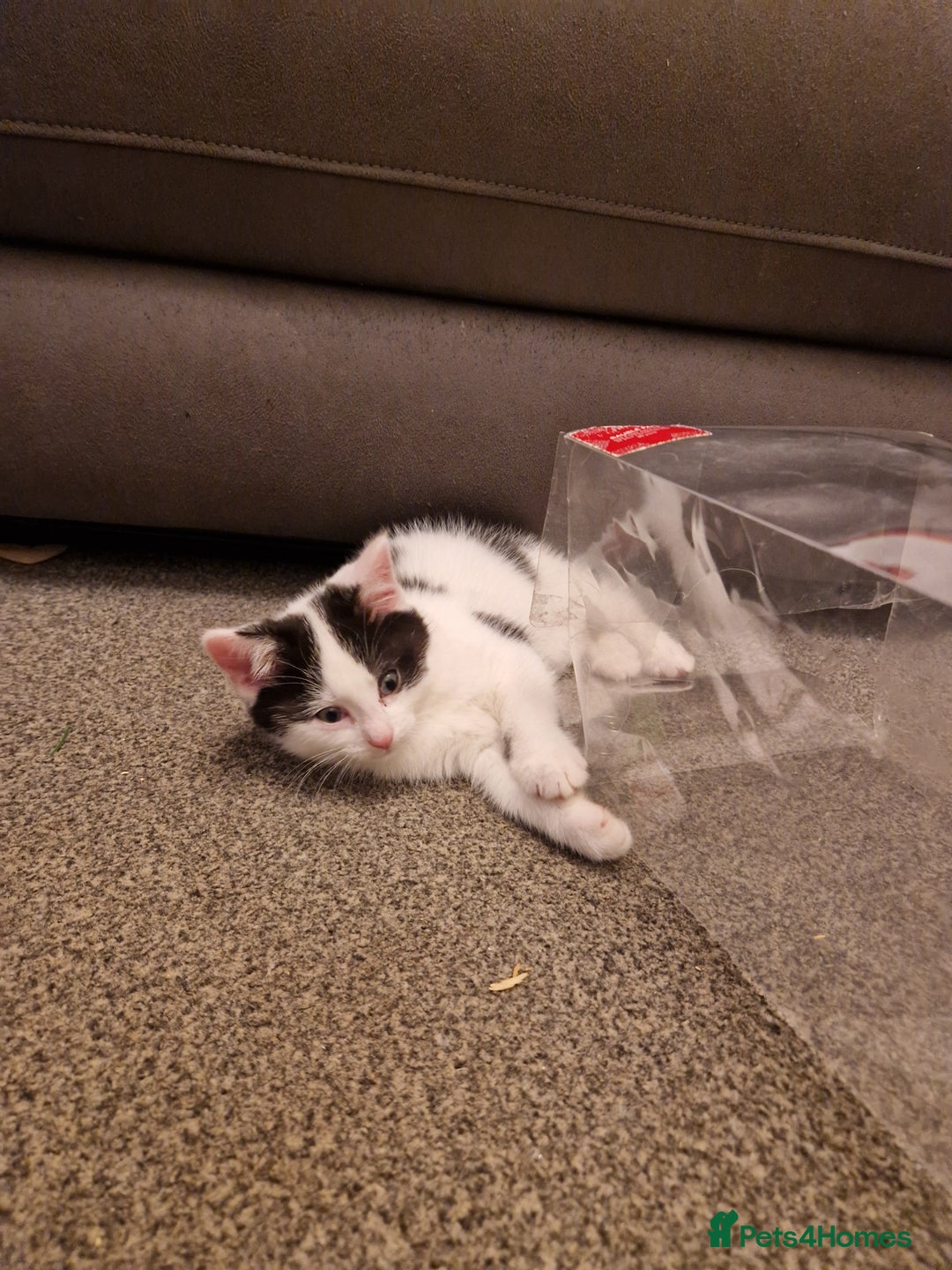 Mixed Breed cats for sale: Playful kittens looking for their furever homes  - Advert 6