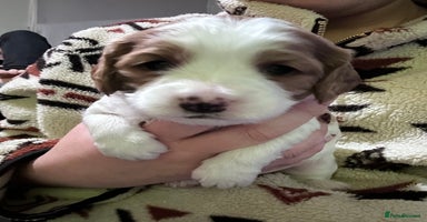 Mixed Breed dogs Beautiful Cocka/Cavapoo puppies.  - Advert 12
