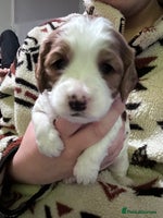 Mixed Breed dogs Beautiful Cocka/Cavapoo puppies. - Advert 5