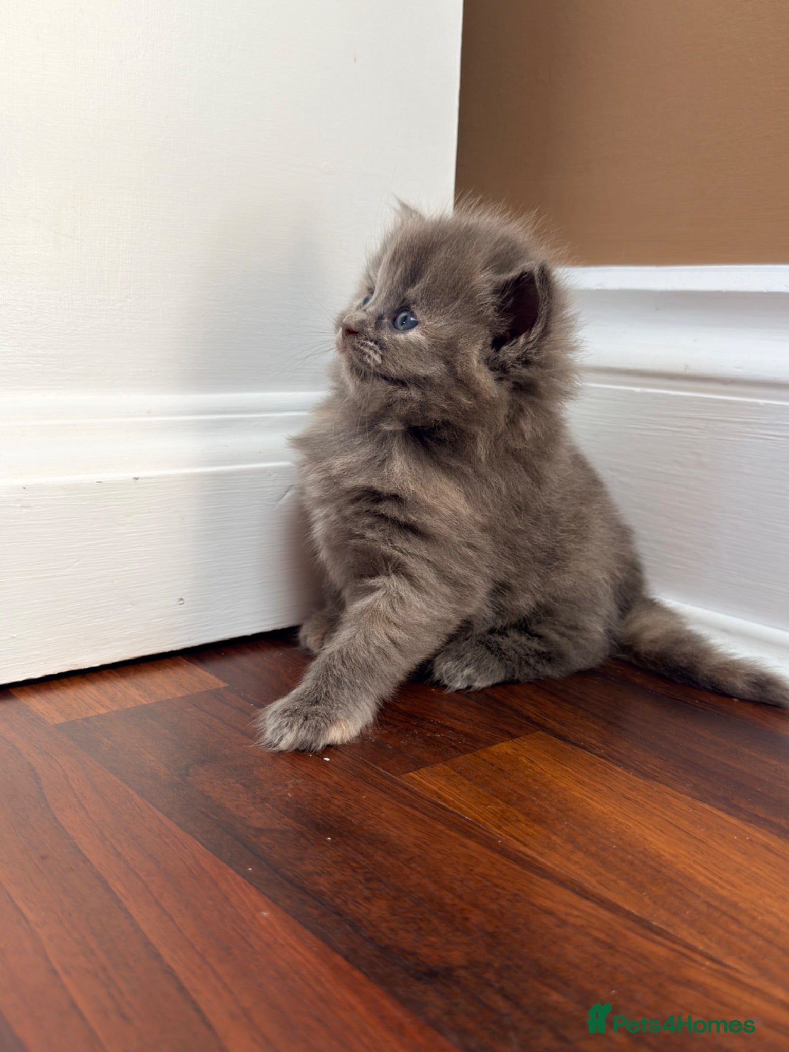 Mixed Breed cats British shorthair ragdoll mix  - Advert 7
