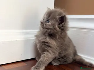 Mixed Breed cats British shorthair ragdoll mix - Advert 1