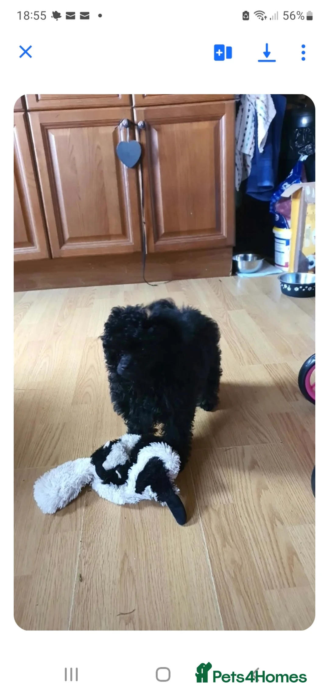 Toy Poodle dogs for sale: Gorgeous KC Toy Poodle Puppy Girl For Sale - Advert 2
