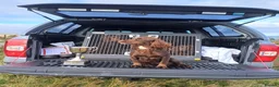 Cocker Spaniel dogs for sale: Health Tested Cocker Spaniel Pups  - Advert 6