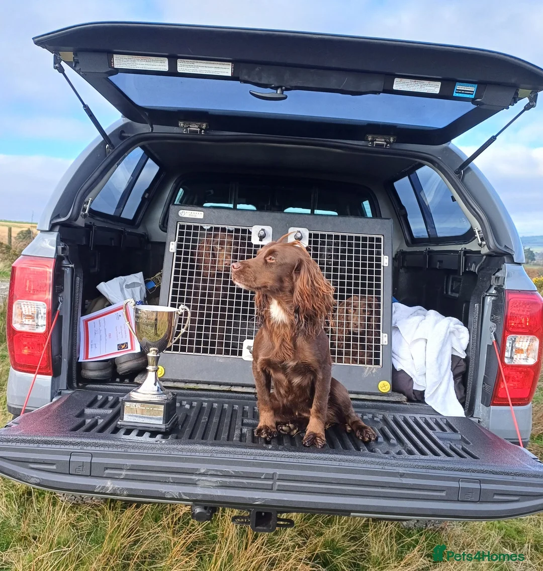 Cocker Spaniel dogs for sale: Health Tested Cocker Spaniel. Ready to Leave - Advert 2