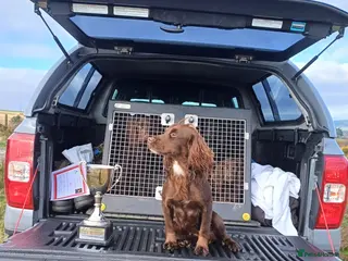 Cocker Spaniel dogs Health Tested Cocker Spaniel Pups - Advert 5
