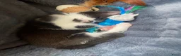 American Shorthair cats for sale: Beautiful kittens - Advert 1