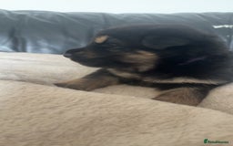 German Shepherd dogs for sale: German shepherd pups - Image 11