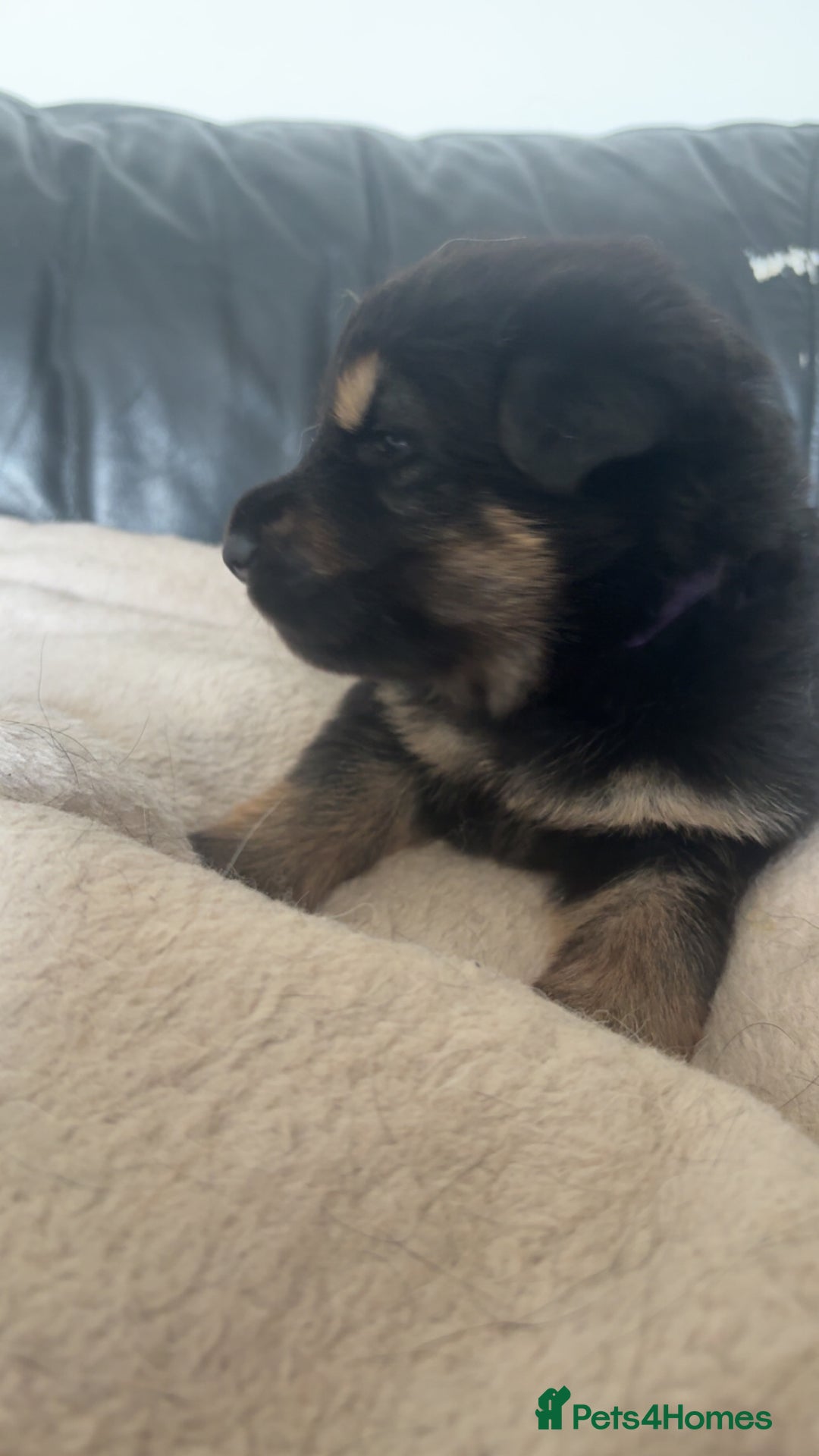 German Shepherd dogs for sale: German shepherd pups - Image 11