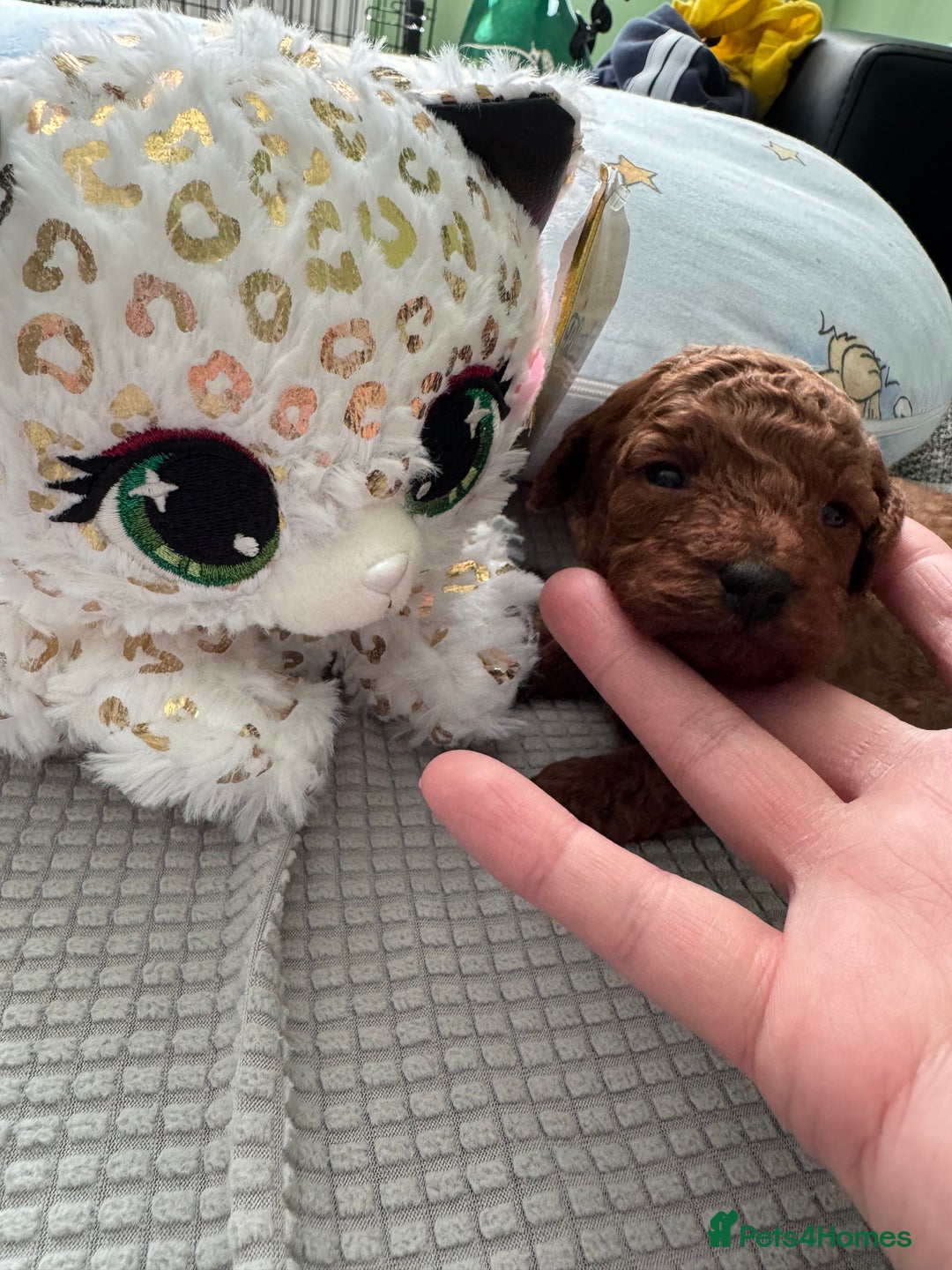 Toy Poodle dogs for sale: Dark red extra Tiny toy poodle puppies KC register - Image 5