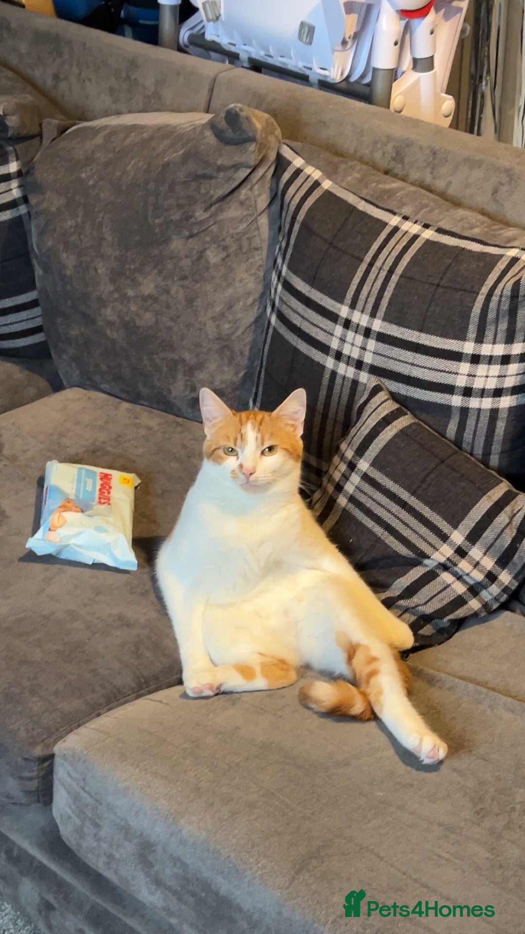 Mixed Breed cats Tango - Advert 1