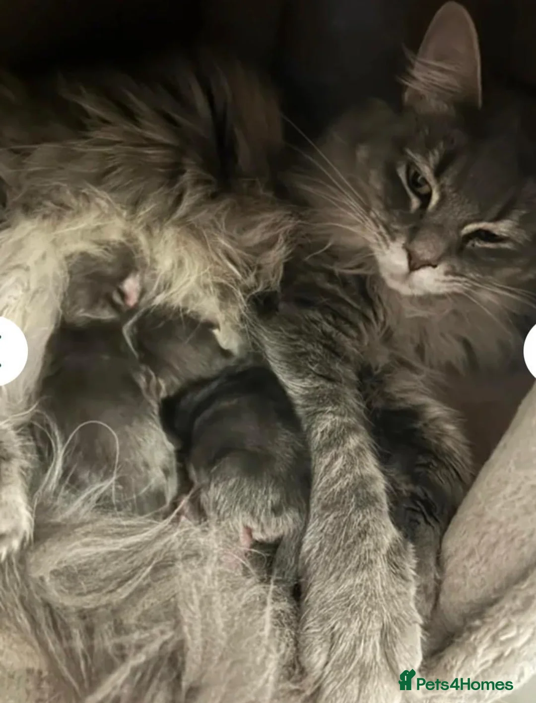 Maine Coon cats for sale: Beautiful Mainecoon kittens  - Advert 2