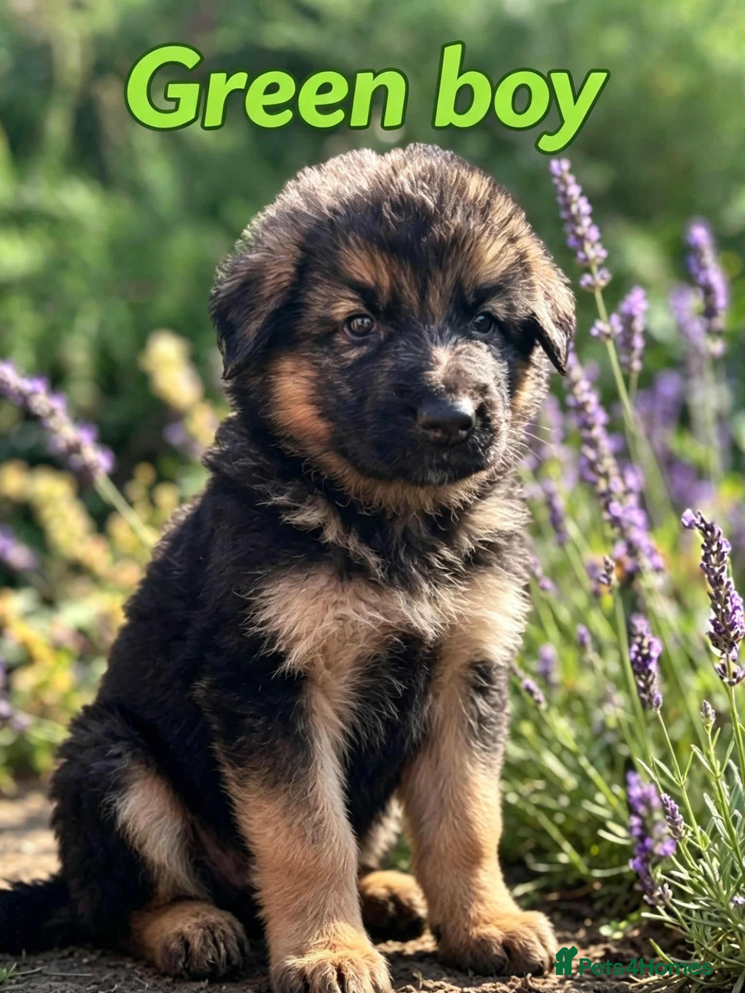 German Shepherd dogs Fluffy Long-Haired German Shepherd Puppies - Advert 3