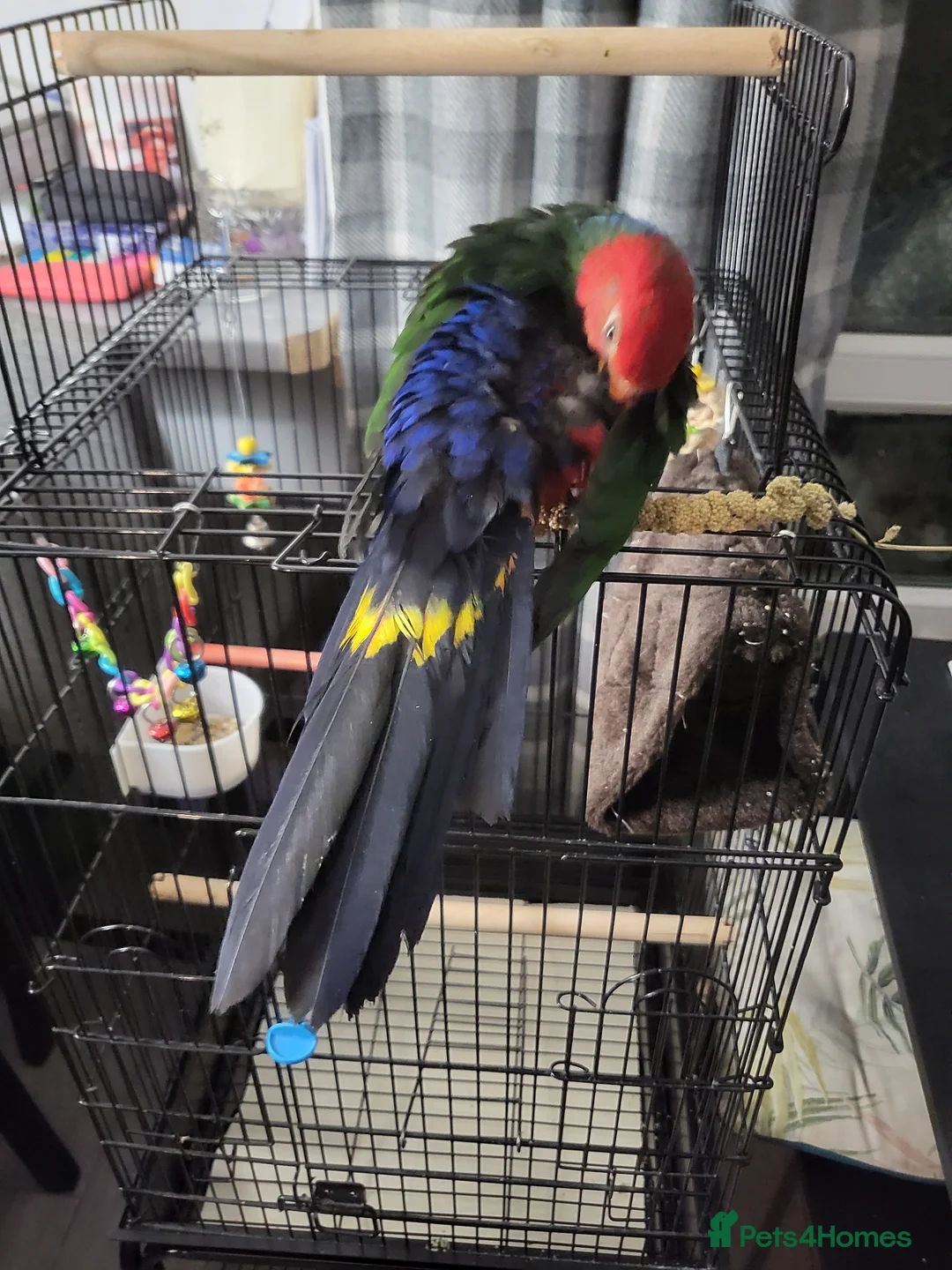 Parrots birds for sale: RARE  Australian  king  Parrot  - Advert 2