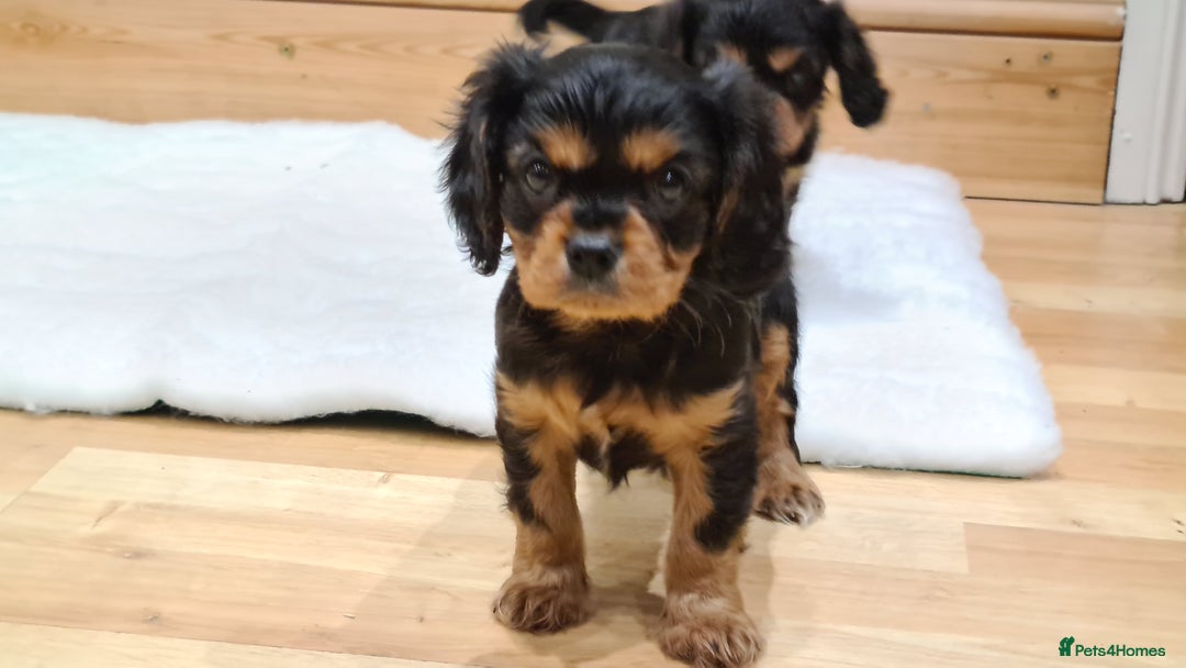 Cavalier King Charles Spaniel dogs for stud: Health Tested SOLID Black and Tan Stud PROVEN in Newport - Advert 4