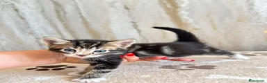 Twin kitten 2 caramel face 