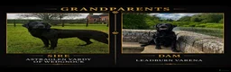 Labrador Retriever dogs for sale: Mahogany fox red Labrador  - Advert 7