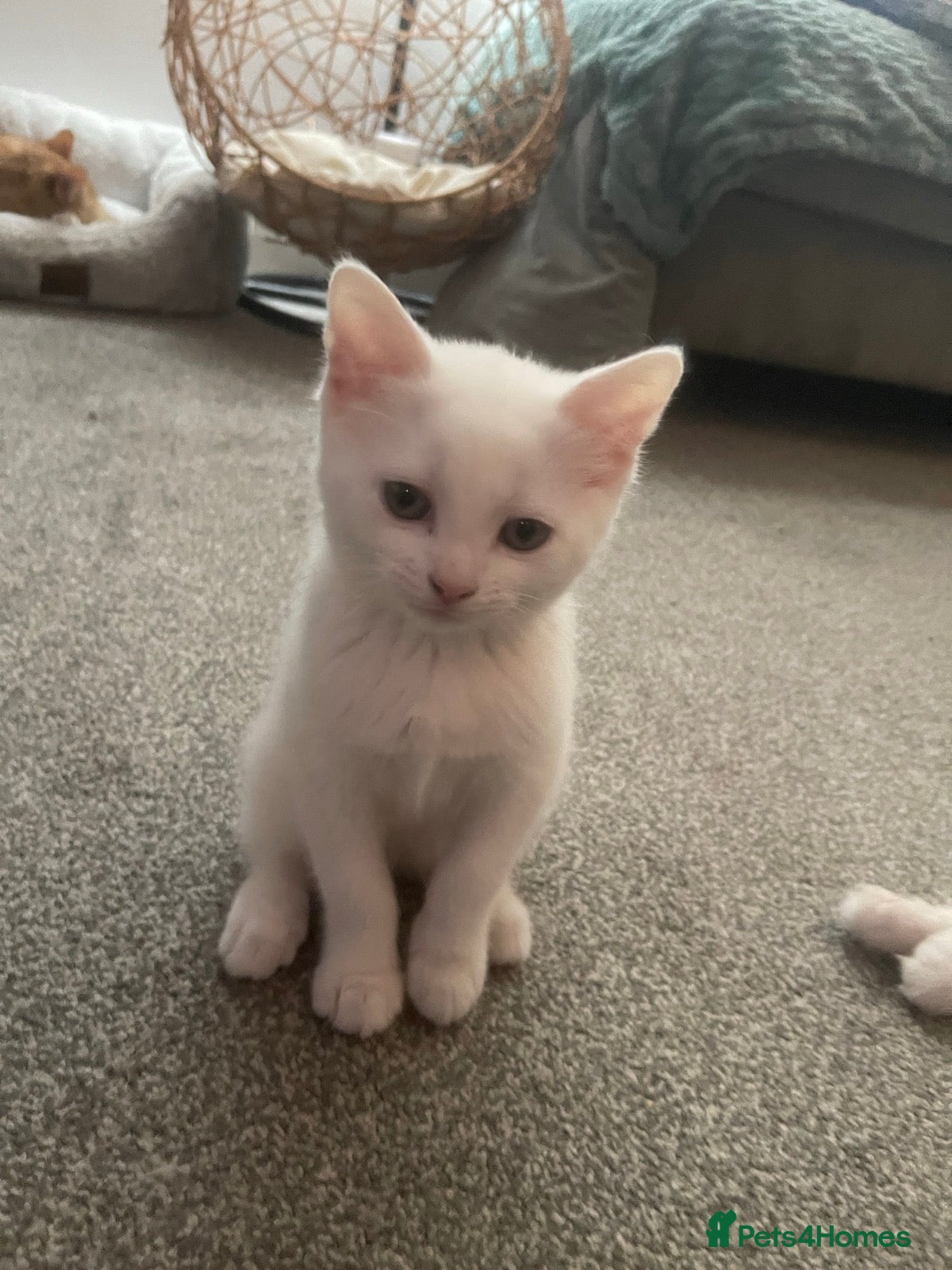 Turkish Angora cats for sale: 2 female Beautiful Turkish Angoras. - Advert 2