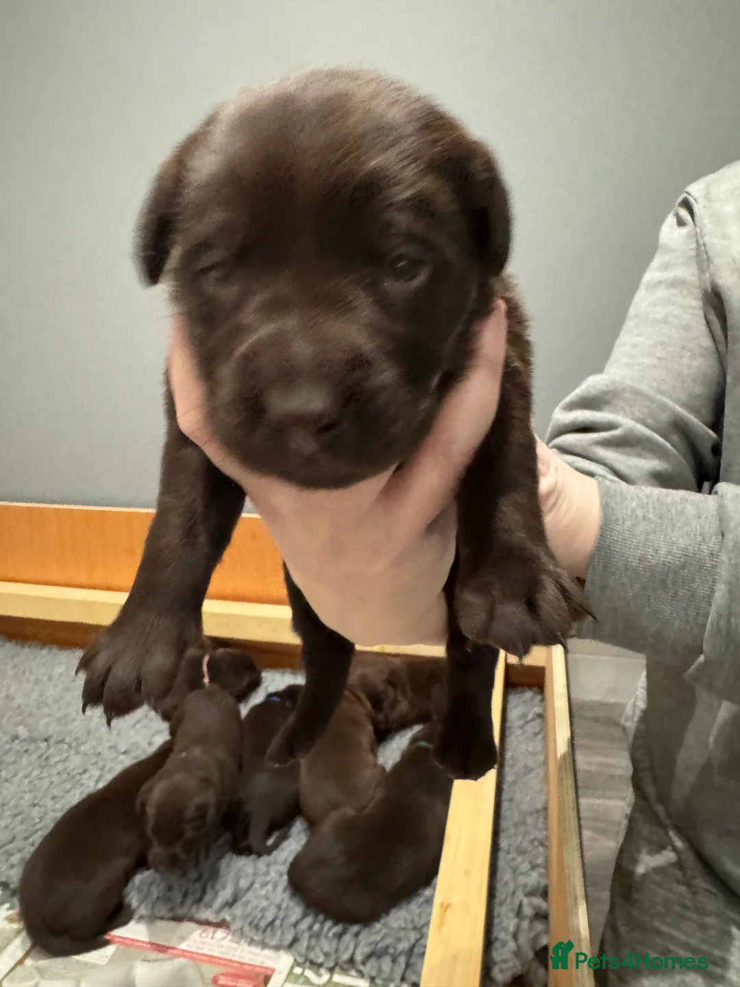 Labrador Retriever dogs for sale: Only 2 perfect little boys left  - Advert 2
