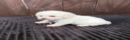 Miniature Poodle dogs for sale: Miniature poodles 2 boys 2 girls  - Advert 7