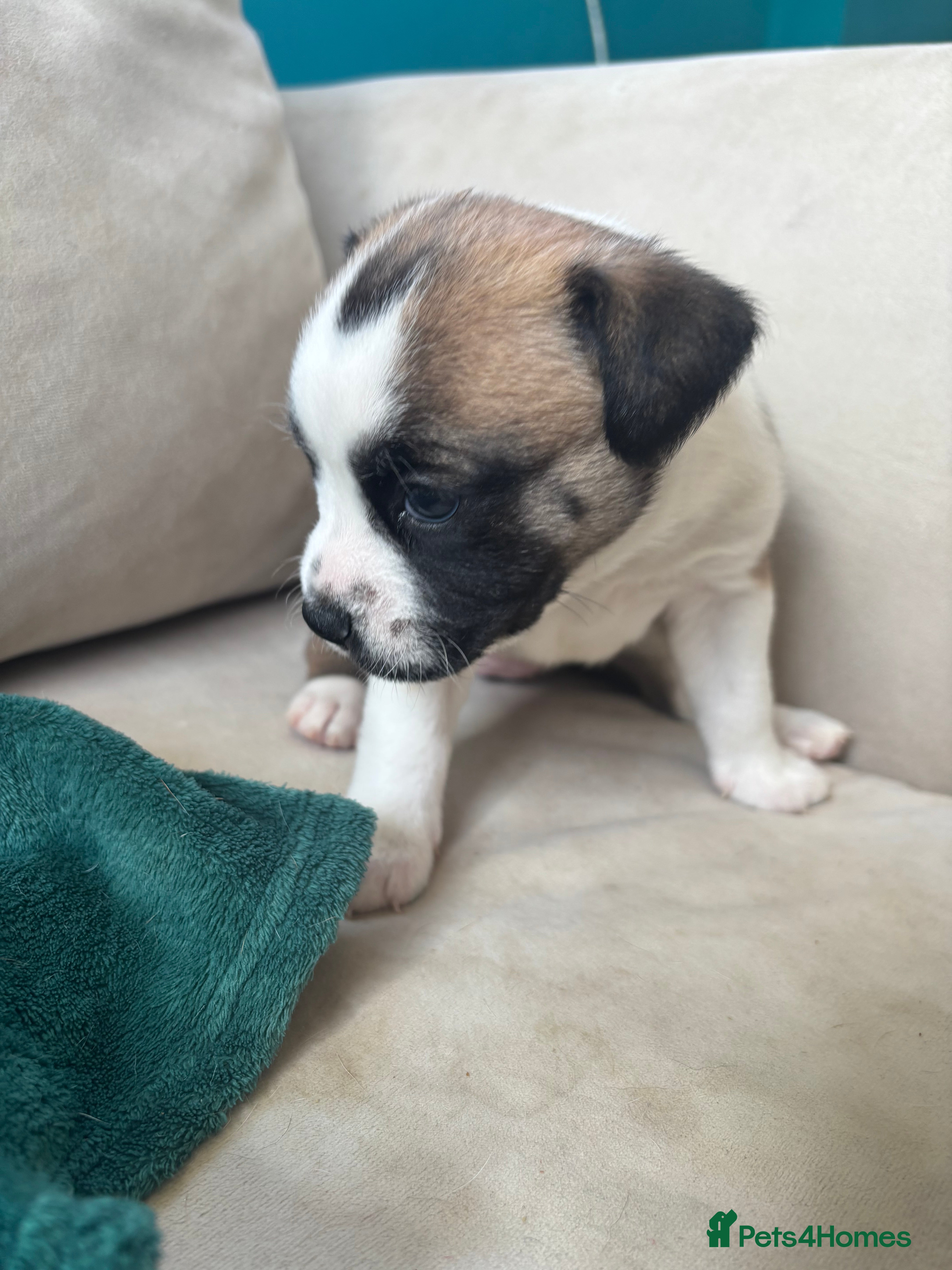 Mixed Breed dogs  JR Staff X Staffy Lurcher Puppies  - Advert 14