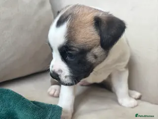 Mixed Breed dogs JR Staff X Staffy Lurcher Puppies - Advert 14