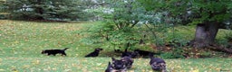 German Shepherd dogs for sale: 🐾Long-Haired German Shepherd Puppies for Sale! 🐾 - Advert 11