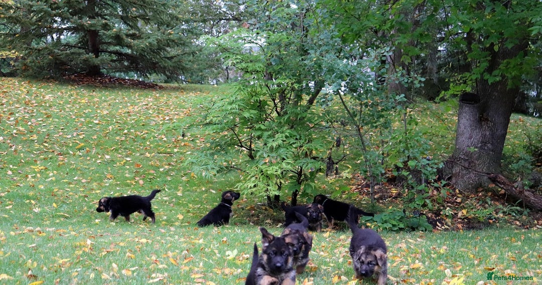 German Shepherd dogs for sale: 🐾Long-Haired German Shepherd Puppies for Sale! 🐾 - Advert 11