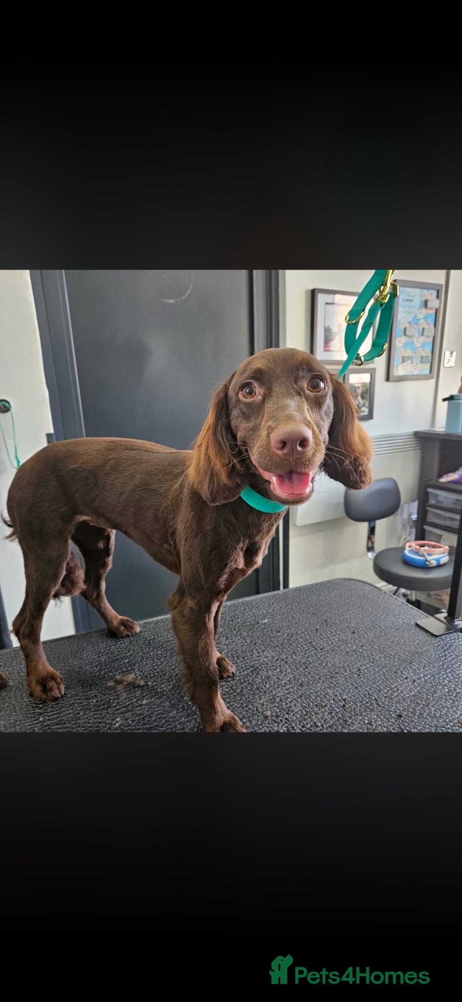 Sprocker dogs Beautiful Chocolate Sprocker Spaniel  - Advert 2