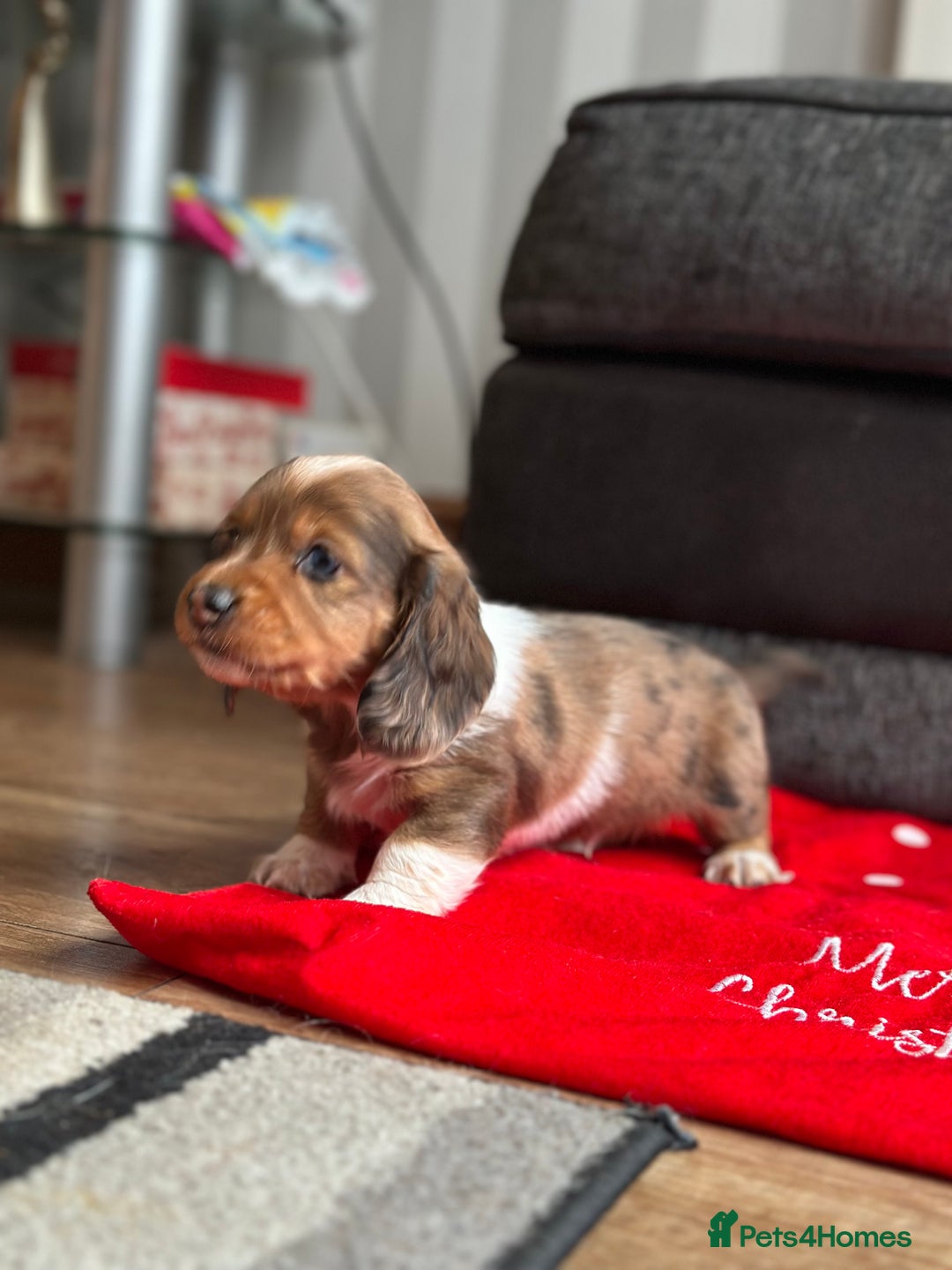 Miniature Dachshund dogs for sale: Miniature Dachounds  - Advert 2