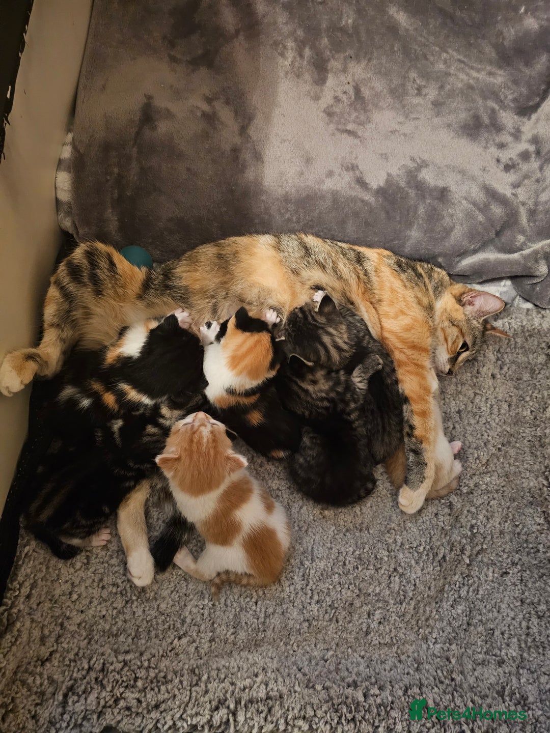 Mixed Breed cats for sale: A cute mix-breed female calico kitten - Advert 5