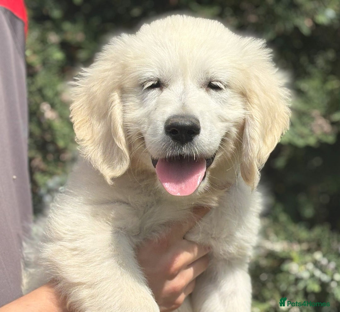 Golden Retriever dogs for sale: KC Registered  boy from 5 Star Breeder  - Image 13