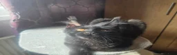 Maine Coon cats for sale: Maine Coon kitten  - Advert 3