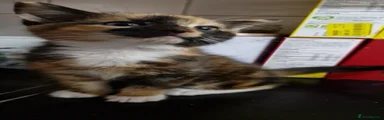 Mixed Breed Kitten 3